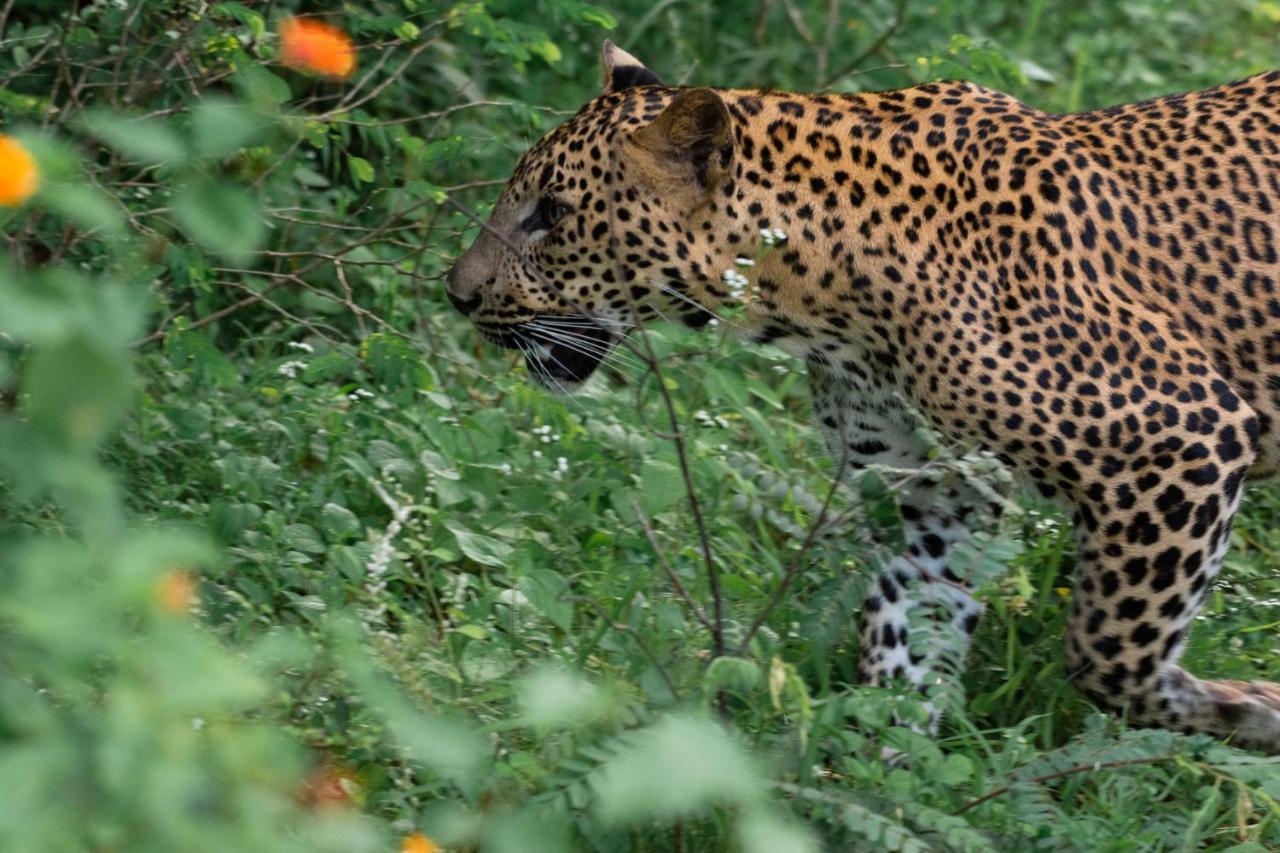Funky Leopard Safari Lodge Bordering Yala National Park Kataragama Extérieur photo