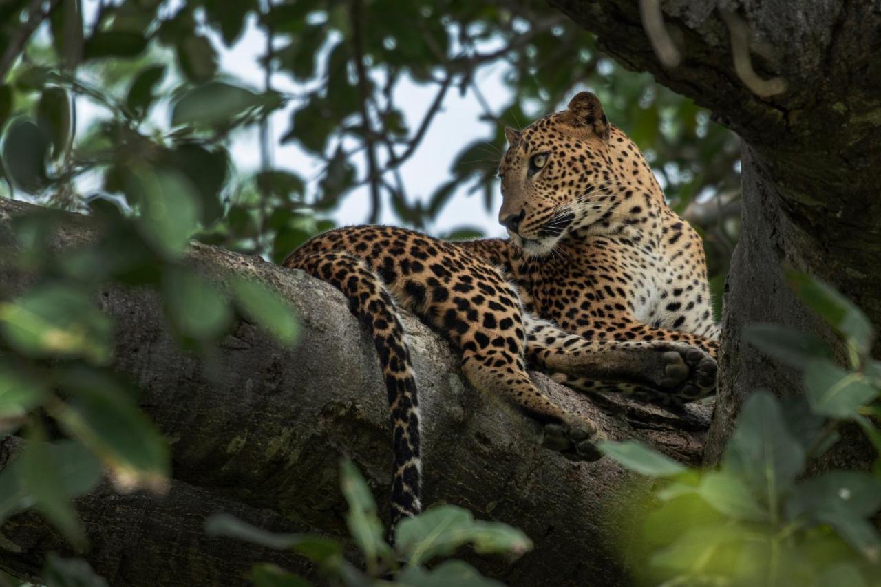 Funky Leopard Safari Lodge Bordering Yala National Park Kataragama Extérieur photo